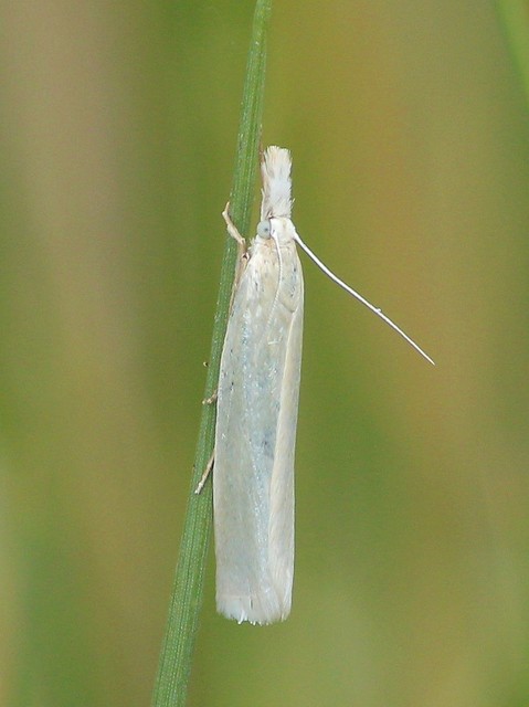Crambus perlella - gyöngyházas fűgyökérmoly