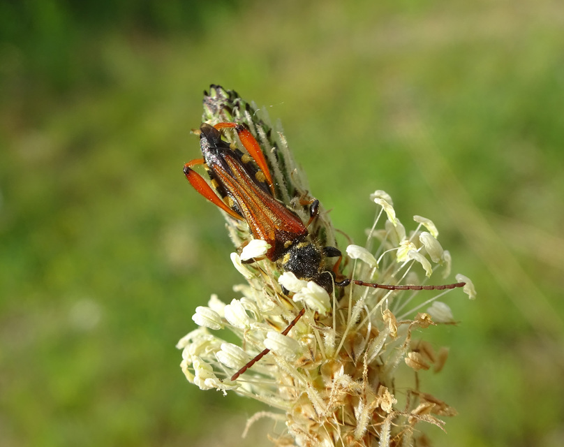 Stenopterus rufus - tarkacsápú keskenyfedőscincér