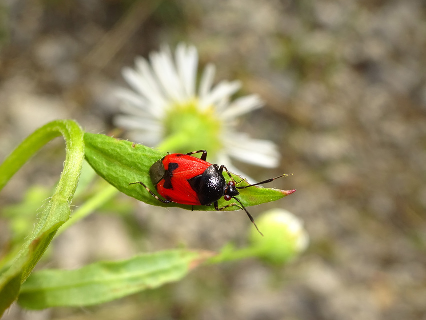 Deraeocoris rutilus - cinóber mezeipoloska