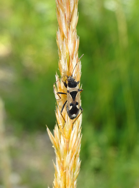 Raglius confusus