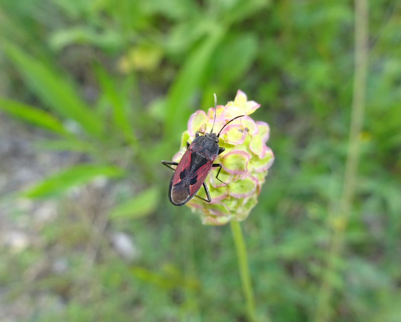 Rhyparochromus phoeniceus - gyepi díszesbodobács