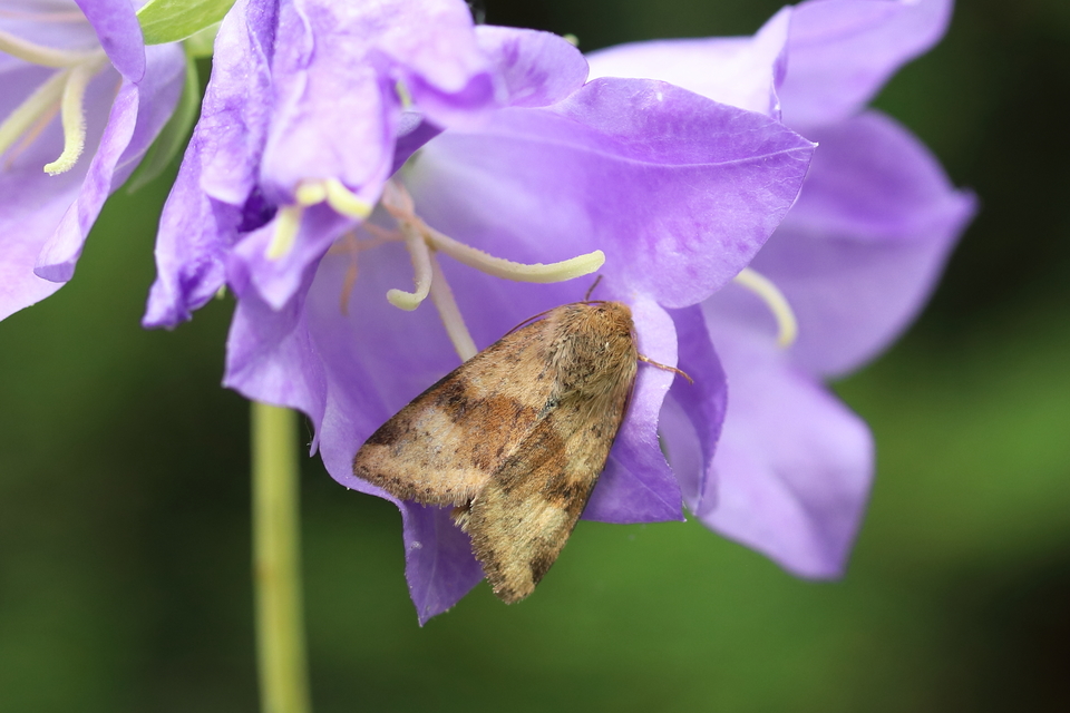 Heliothis viriplaca - mácsonyabagoly