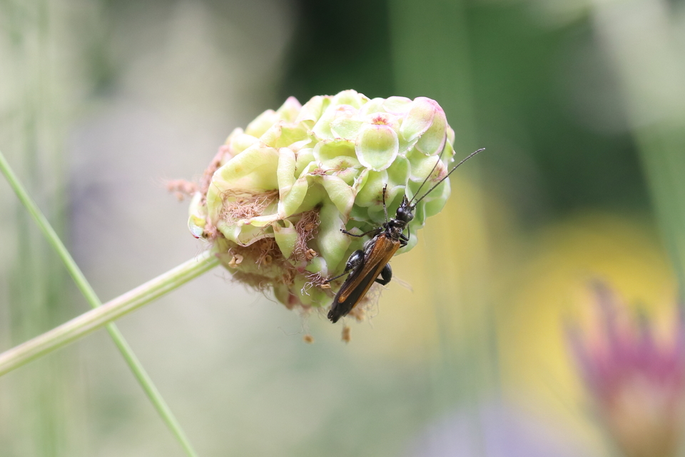 Oedemera femorata - sárgahátú álcincér