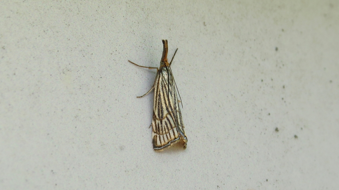 Chrysocramboides craterella - rácsos fűgyökérmoly