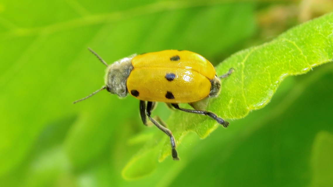 Lachnaia sexpunctata - szőrösnyakú zsákhordóbogár