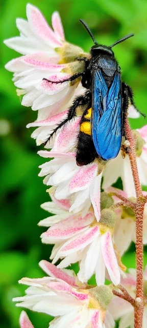 Megascolia maculata - óriás-tőrösdarázs