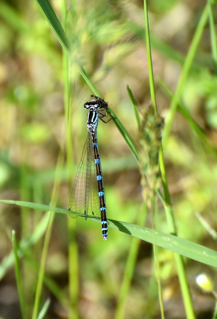 Coenagrion ornatum - díszes légivadász