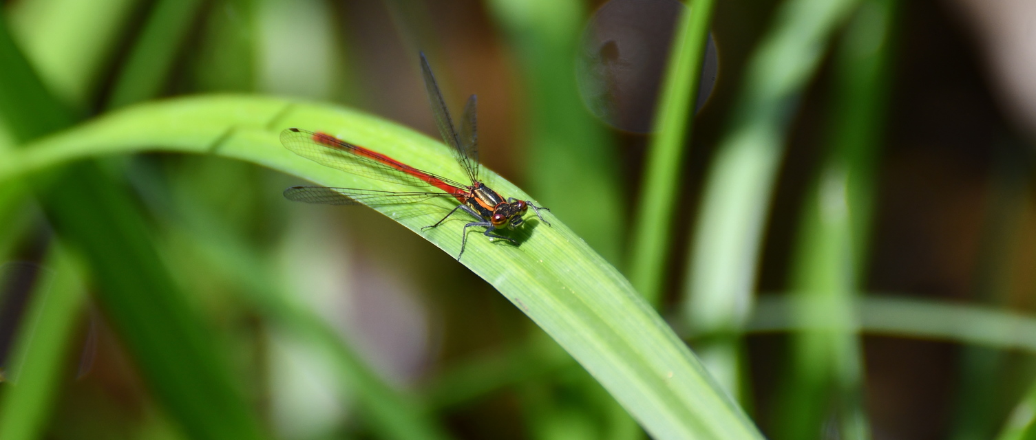 Pyrrhosoma nymphula interposita - vörös légivadász