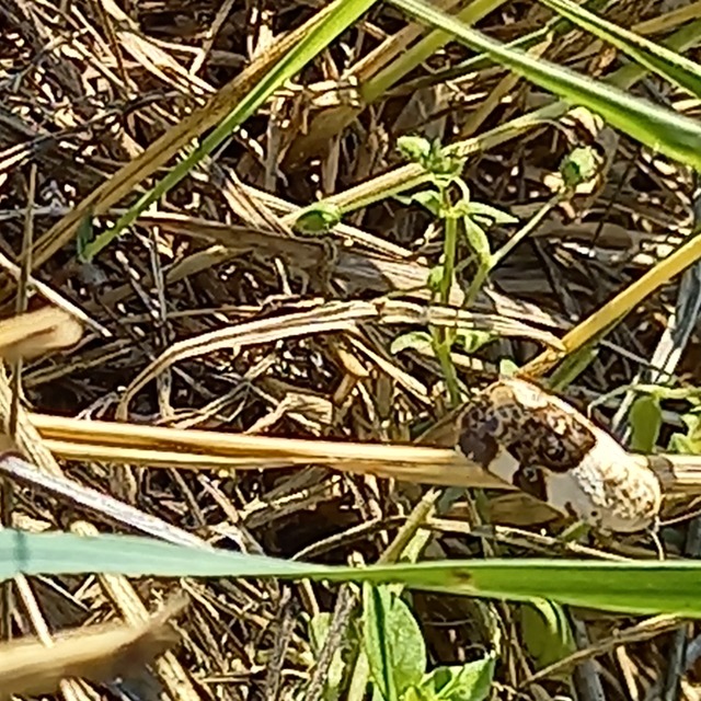 Acontia lucida - fehér nappalibagoly