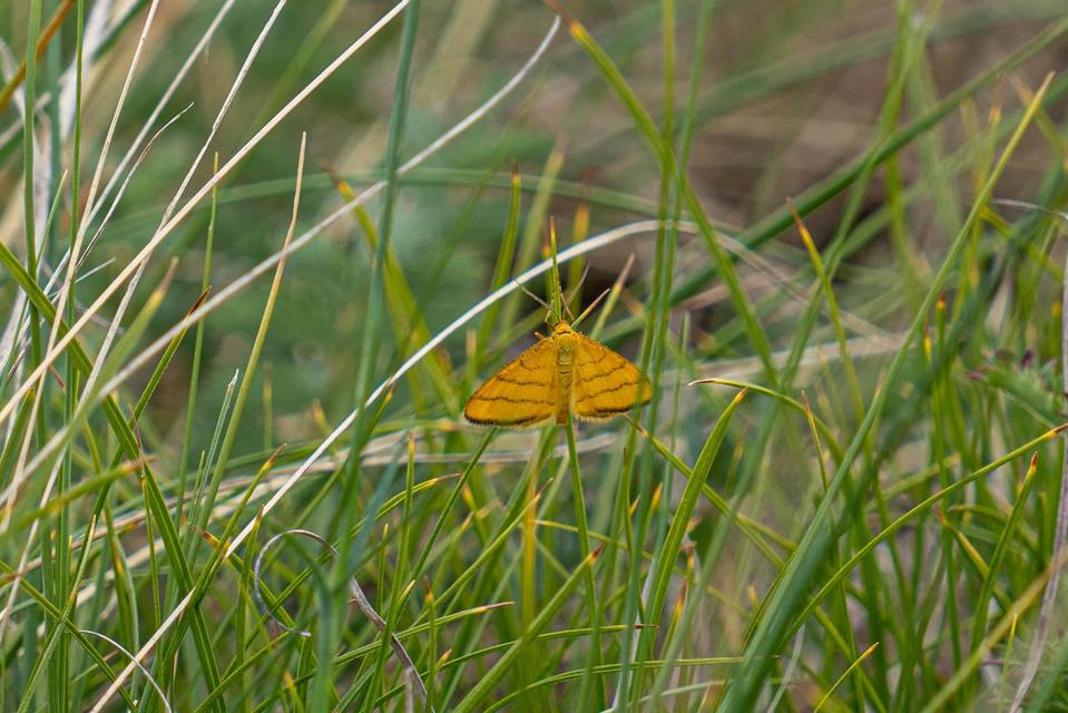 Idaea aureolaria - aranyos sávosaraszoló