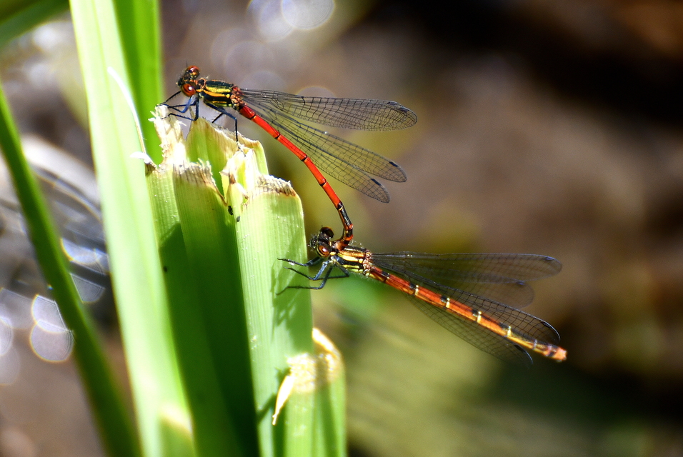 Pyrrhosoma nymphula interposita - vörös légivadász