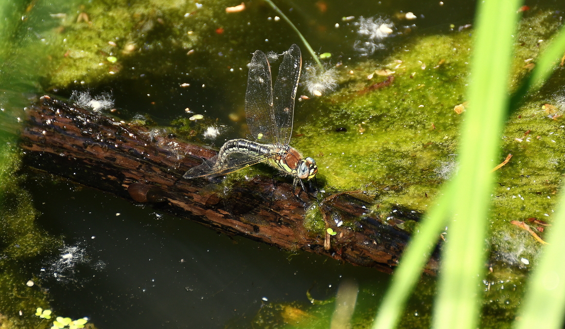 Brachytron pratense - szőrös karcsúacsa