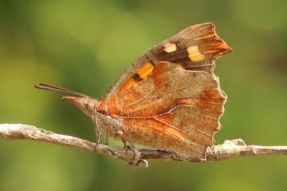 Libythea celtis - csőröslepke