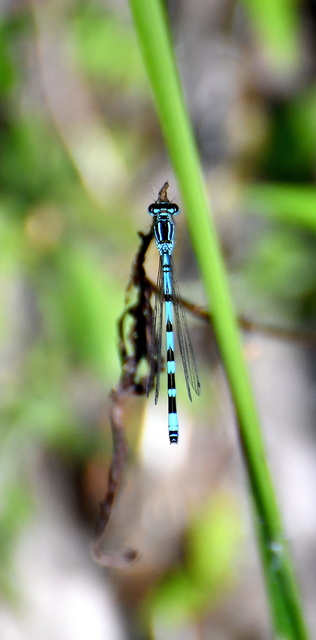 Coenagrion ornatum - díszes légivadász