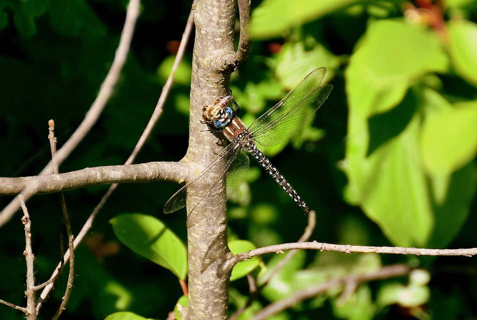Brachytron pratense - szőrös karcsúacsa
