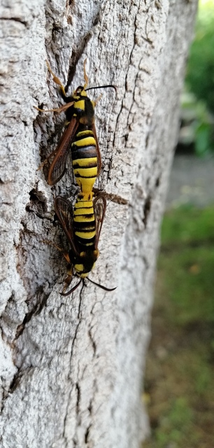 Sesia apiformis - darázslepke