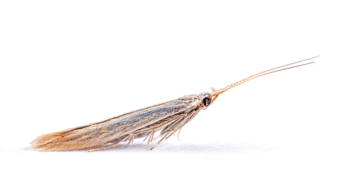 Coleophora