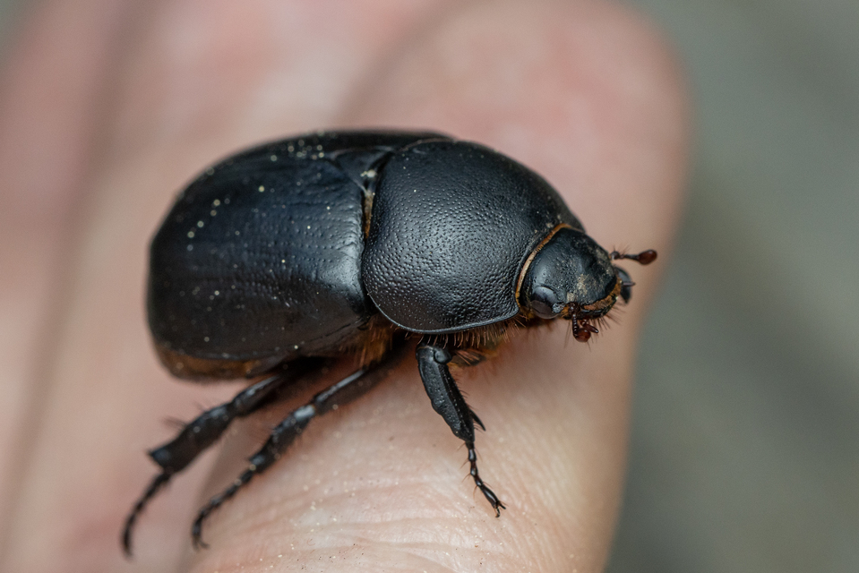 Pentodon idiota - butabogár