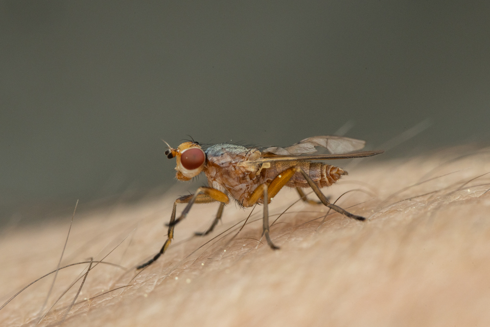 Scathophagidae