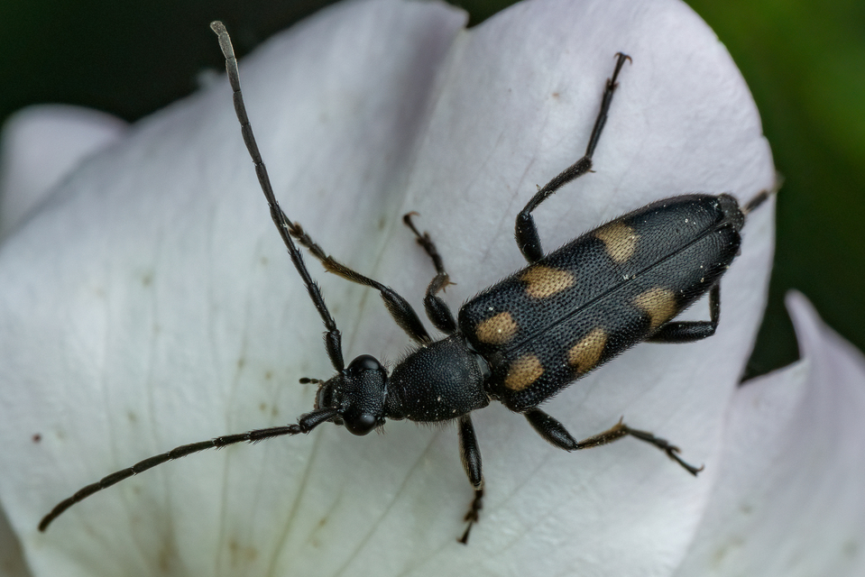 Anoplodera sexguttata - foltos virágcincér