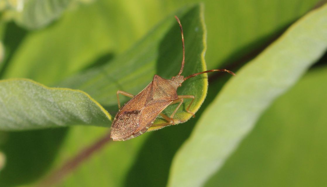 Gonocerus acuteangulatus - aranypetés karimáspoloska