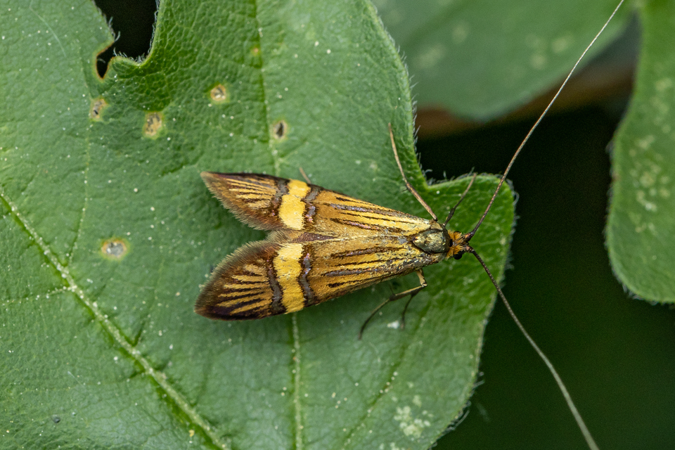 Nemophora degeerella - pompás tőrösmoly