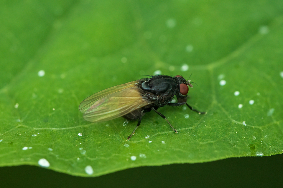 Minettia longipennis