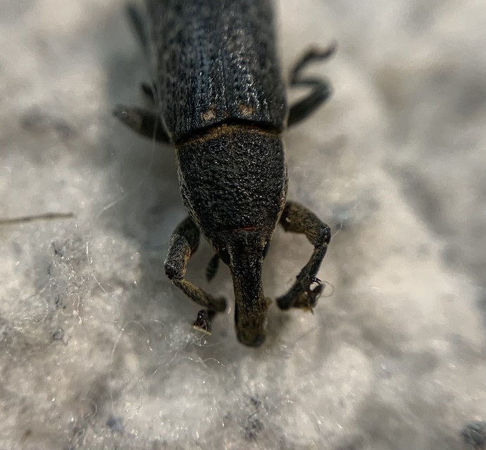 Lixus punctiventris - aggófű-dudvabarkó