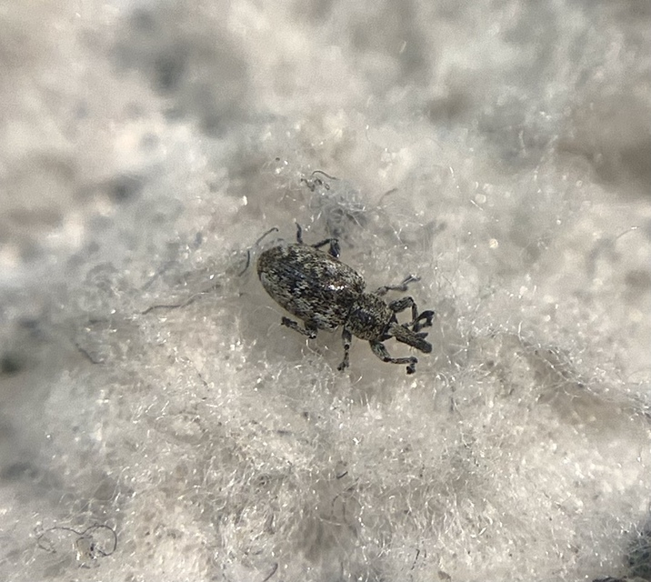 Smicronyx jungermanniae - közönséges arankaormányos