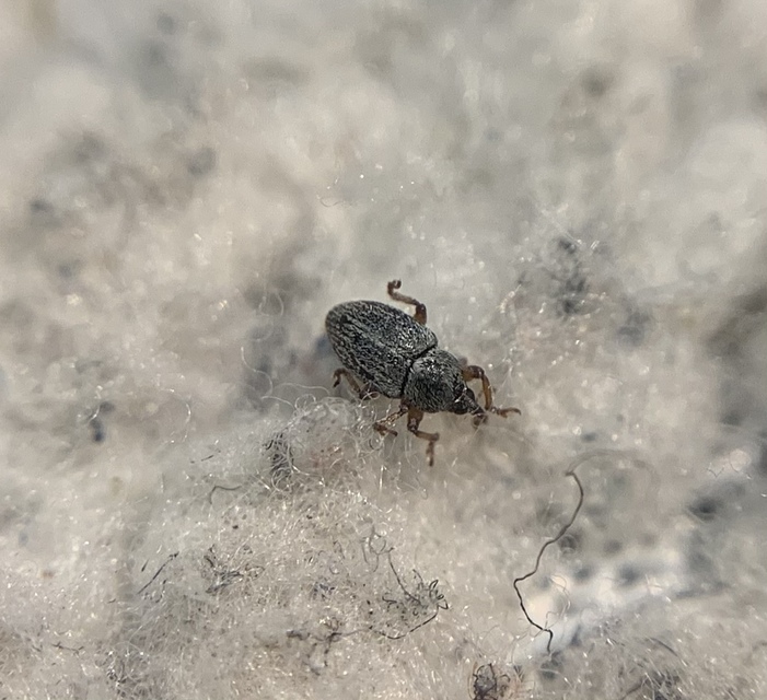 Tychius junceus - őszi tímárormányos