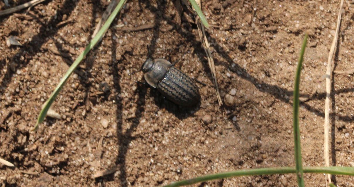 Opatrum sabulosum - sároshátú gyászbogár