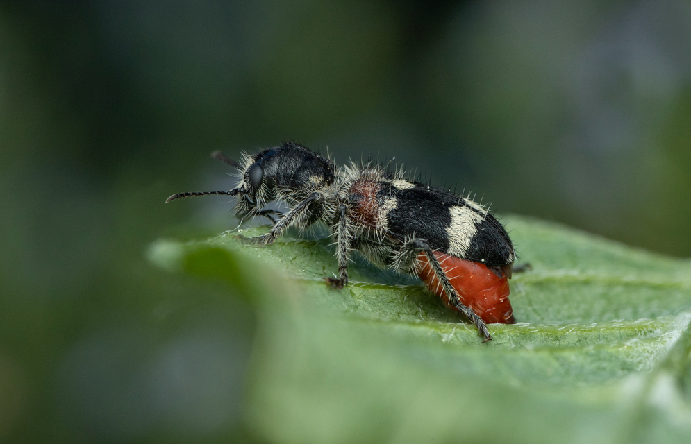 Clerus mutillarius - feketenyakú szúfarkas