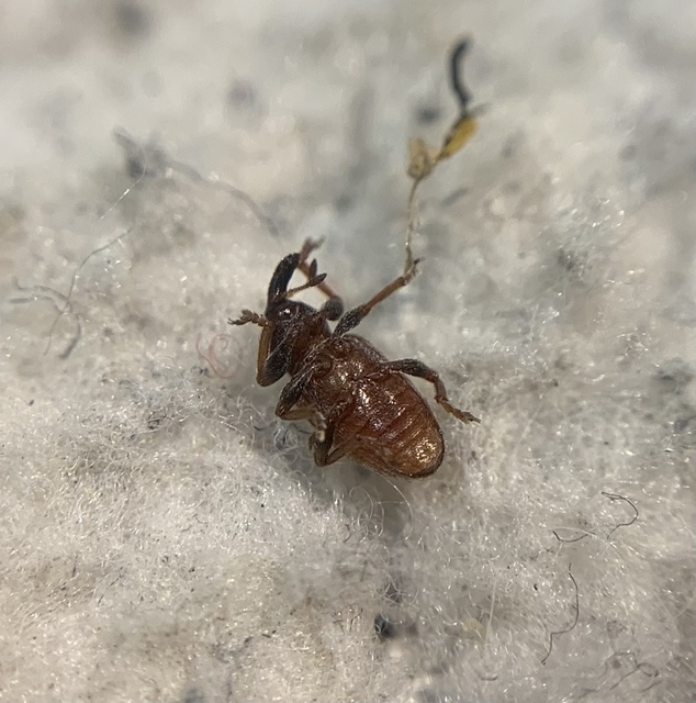 Hypera nigrirostris - pompás pikkelyesormányos
