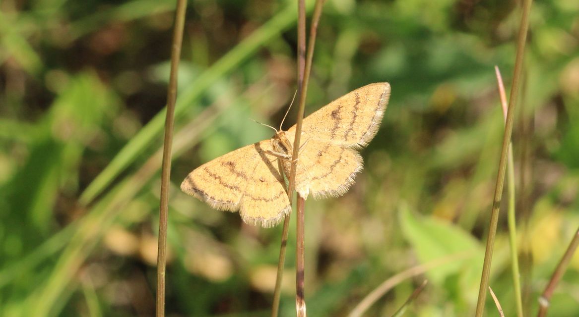 Idaea aureolaria - aranyos sávosaraszoló