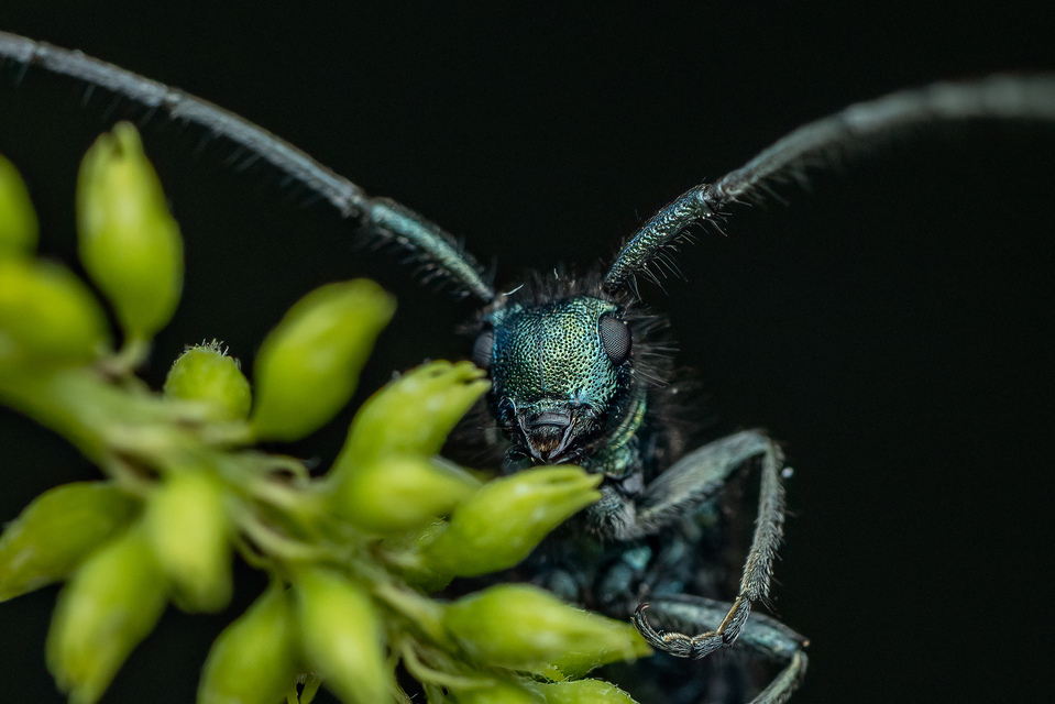 Agapanthia violacea - kék somkórócincér
