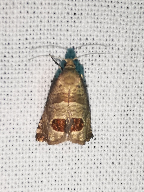 Notocelia uddmanniana - málnasodró tükrösmoly