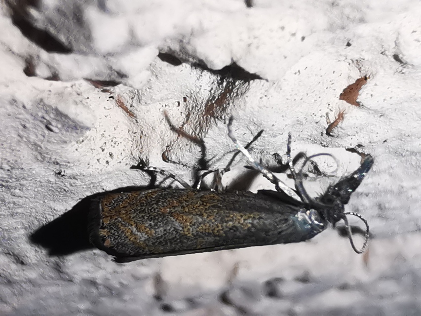 Platytes cerussella - törpe fűgyökérmoly