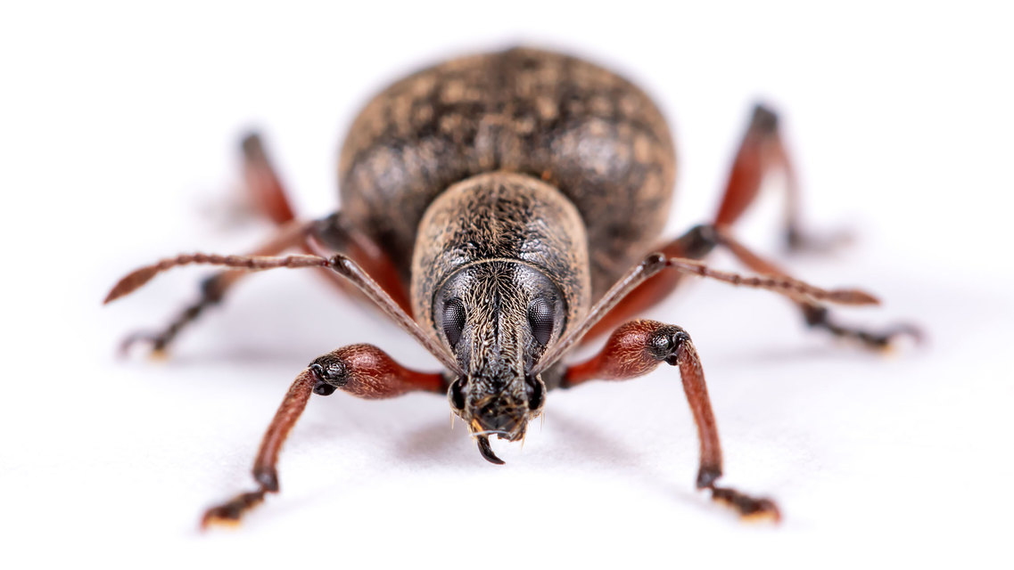 Dodecastichus mastix - lécesorrú gyalogormányos