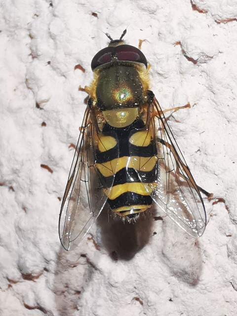 Syrphus