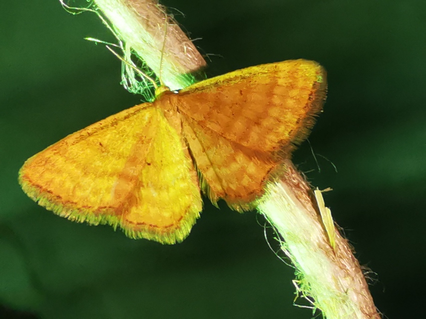 Idaea serpentata - kis sávosaraszoló