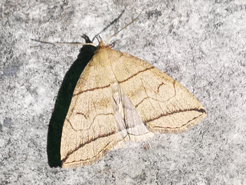 Herminia grisealis - ligeti karcsúbagoly