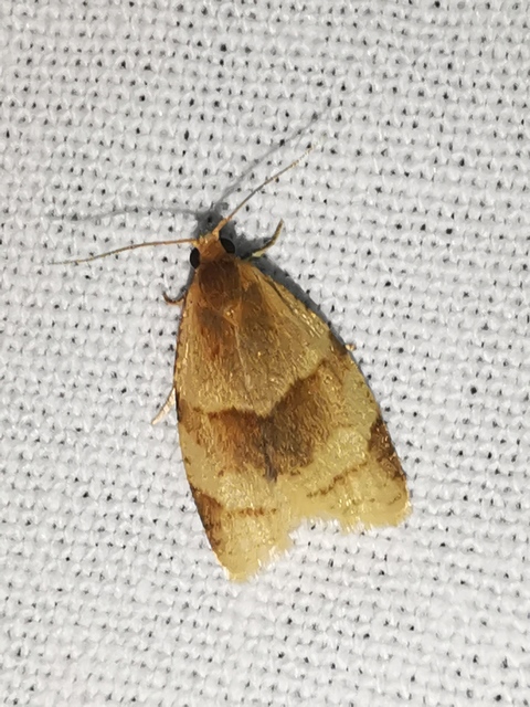 Clepsis rurinana - fakó sodrómoly