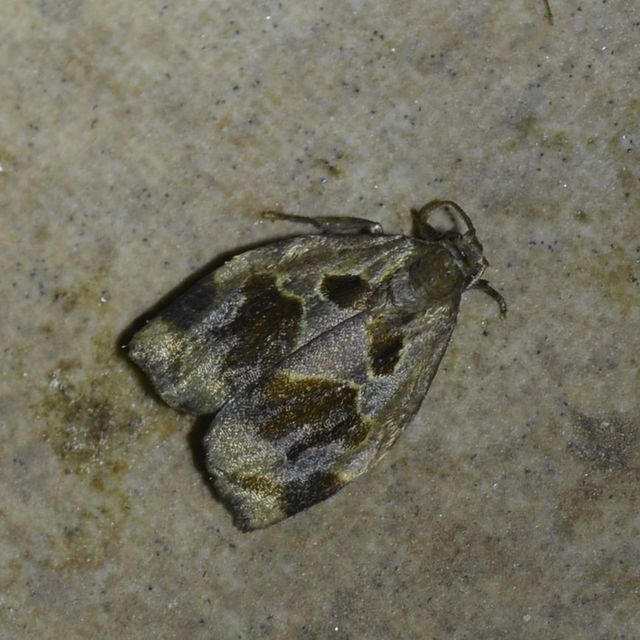 Archips crataegana - cseresznyeilonca