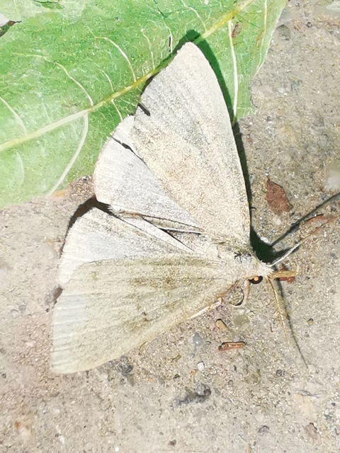 Pechipogo plumigeralis - tollascsápú karcsúbagoly