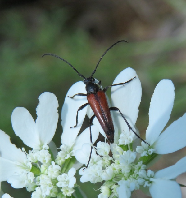 Stenurella melanura - feketevégű karcsúcincér