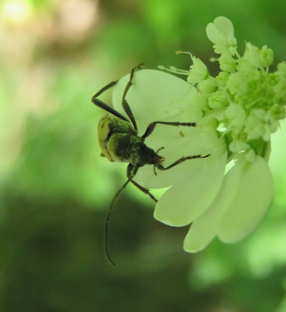 Pachytodes erraticus - rajzos virágcincér