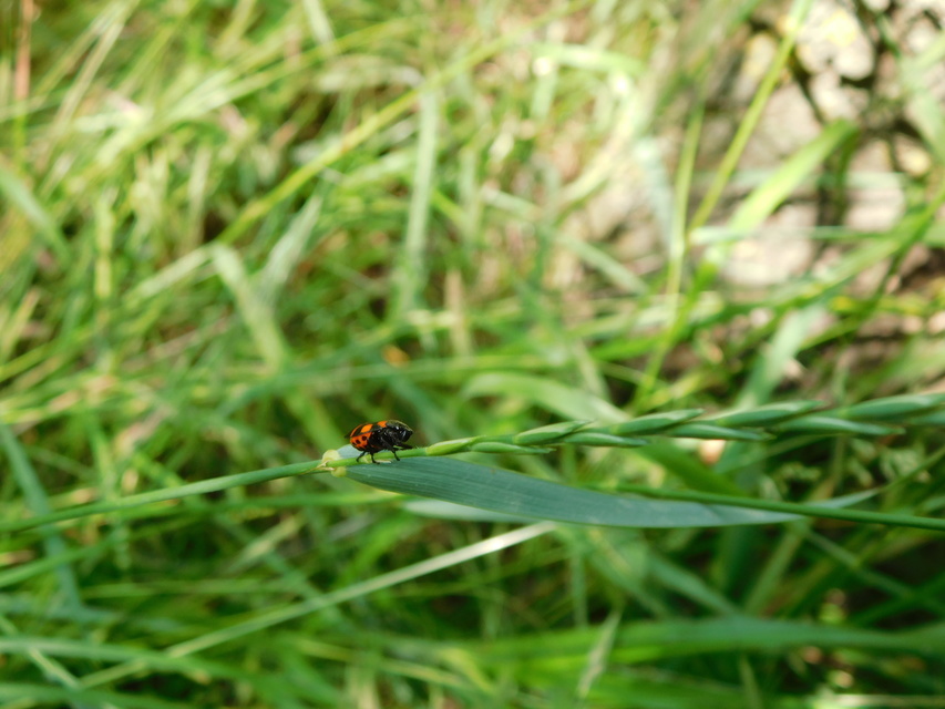 Cercopis sanguinolenta
