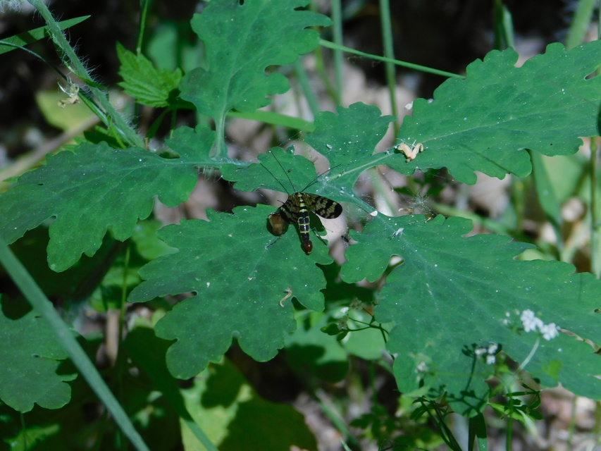 Panorpa vulgaris