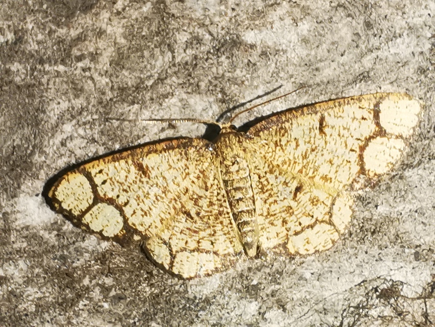 Stegania cararia - gyűrűs nyáraraszoló