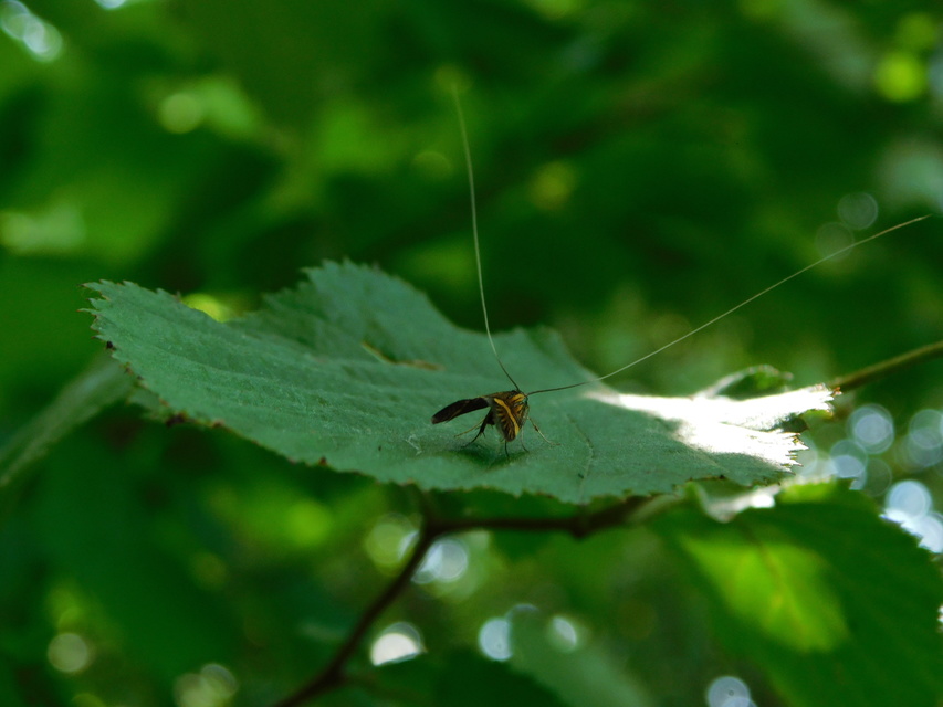 Nemophora degeerella - pompás tőrösmoly
